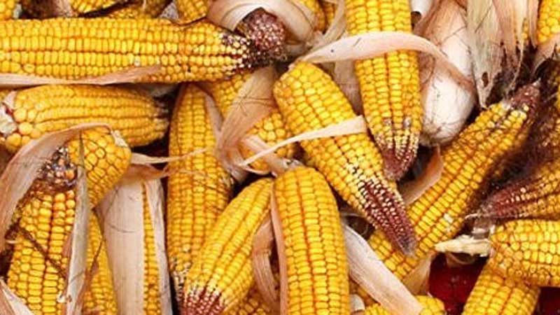 cornhusking